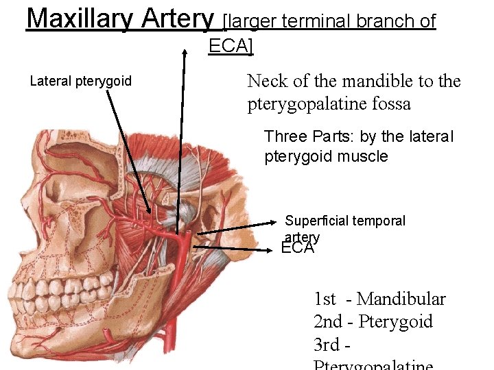 Maxillary Artery [larger terminal branch of ECA] Lateral pterygoid Neck of the mandible to