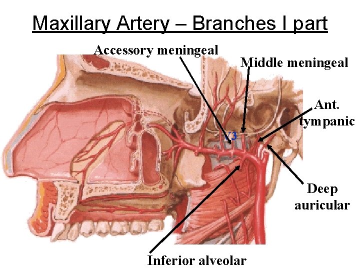 Maxillary Artery – Branches I part Accessory meningeal Middle meningeal Ant. tympanic V 3