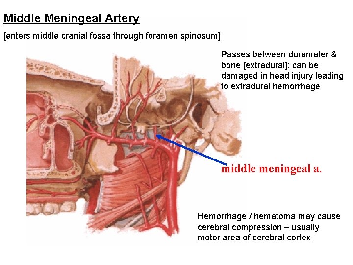 Middle Meningeal Artery [enters middle cranial fossa through foramen spinosum] Passes between duramater &