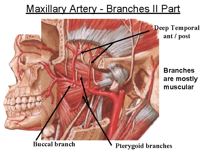 Maxillary Artery - Branches II Part Deep Temporal ant / post Branches are mostly