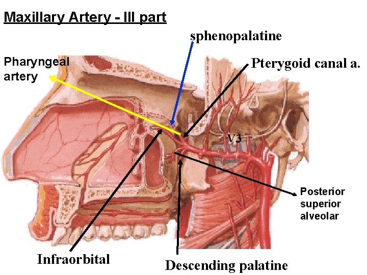 Maxillary Artery - III part sphenopalatine Pharyngeal artery Pterygoid canal a. V 3 Posterior