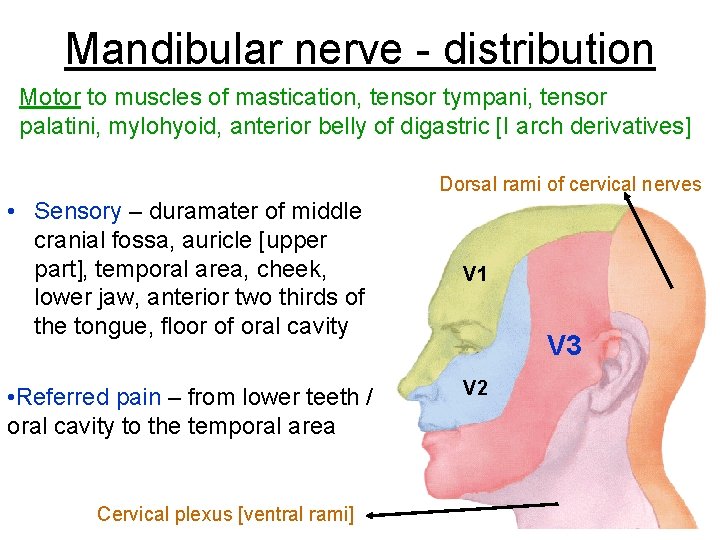 Mandibular nerve - distribution Motor to muscles of mastication, tensor tympani, tensor palatini, mylohyoid,