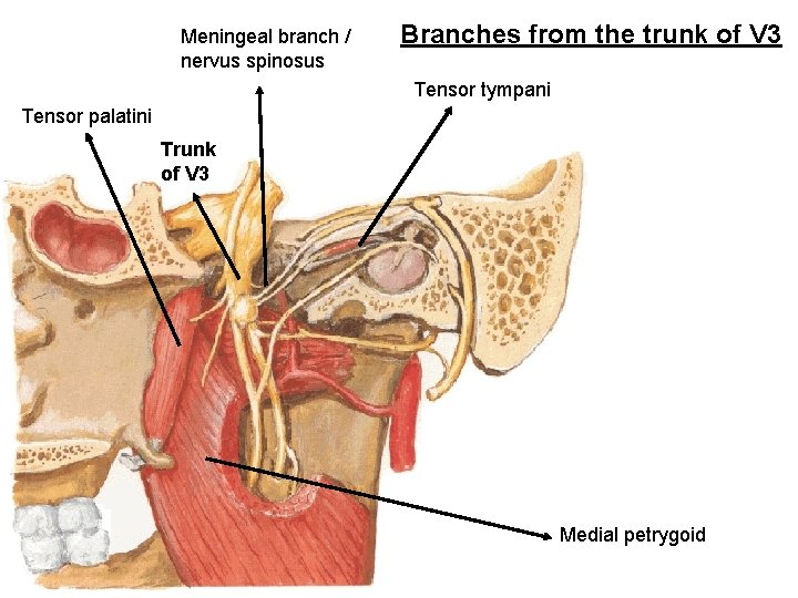 Meningeal branch / nervus spinosus Branches from the trunk of V 3 Tensor tympani
