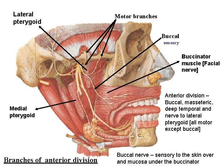 Lateral pterygoid Motor branches Buccal sensory Buccinator muscle [Facial nerve] Medial pterygoid Branches of