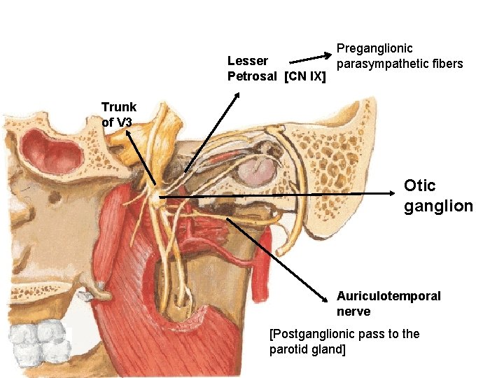 Lesser Petrosal [CN IX] Preganglionic parasympathetic fibers Trunk of V 3 Otic ganglion Auriculotemporal