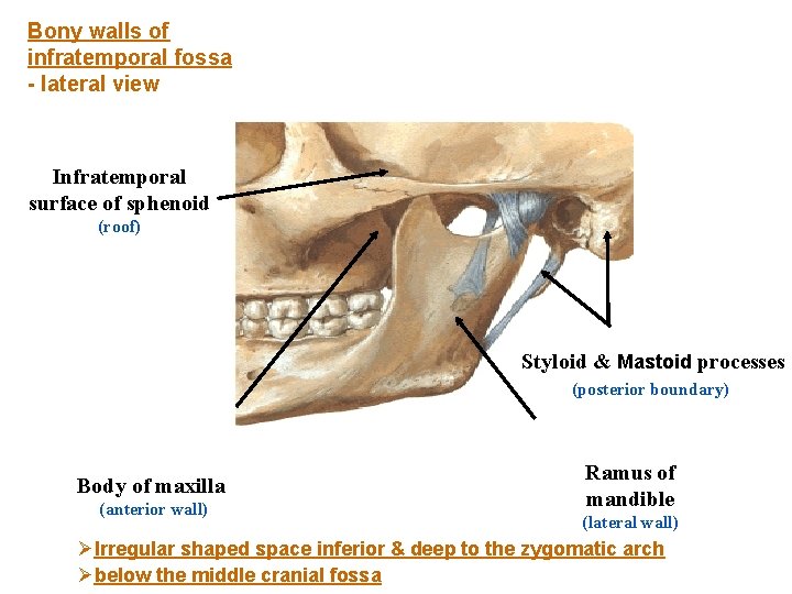 Bony walls of infratemporal fossa - lateral view Infratemporal surface of sphenoid (roof) Styloid