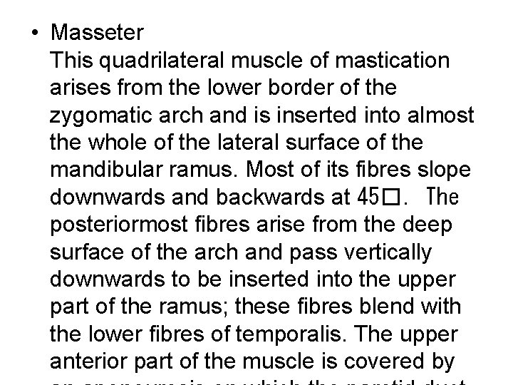  • Masseter This quadrilateral muscle of mastication arises from the lower border of