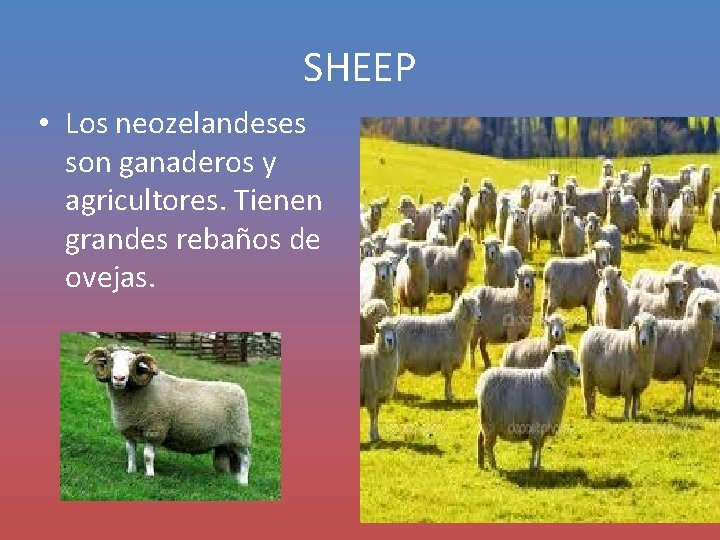 SHEEP • Los neozelandeses son ganaderos y agricultores. Tienen grandes rebaños de ovejas. 