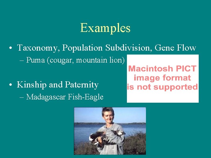 Examples • Taxonomy, Population Subdivision, Gene Flow – Puma (cougar, mountain lion) • Kinship