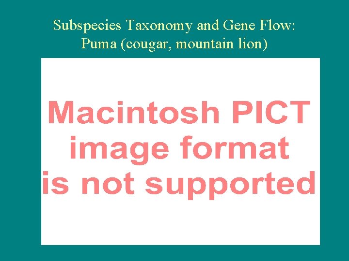 Subspecies Taxonomy and Gene Flow: Puma (cougar, mountain lion) 