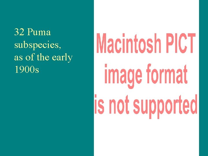 32 Puma subspecies, as of the early 1900 s 