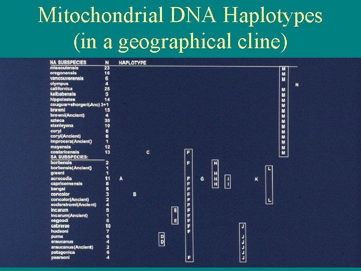 Mitochondrial DNA Haplotypes (in a geographical cline) 