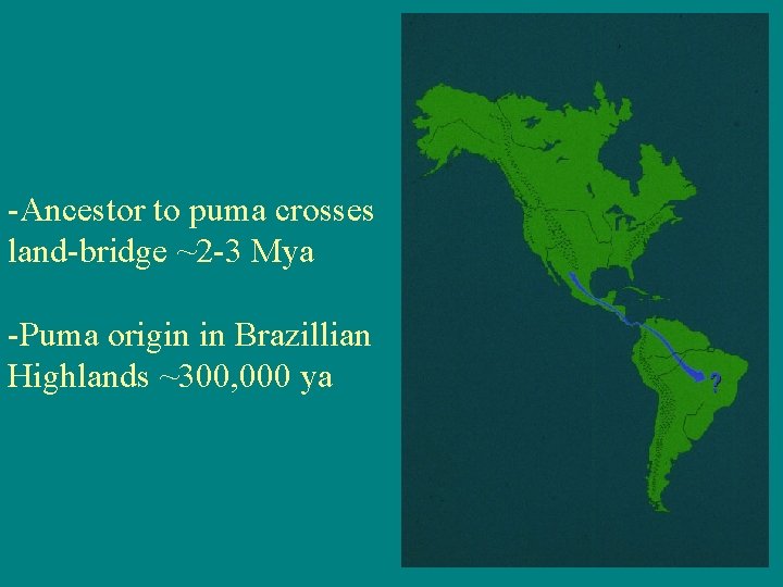 -Ancestor to puma crosses land-bridge ~2 -3 Mya -Puma origin in Brazillian Highlands ~300,