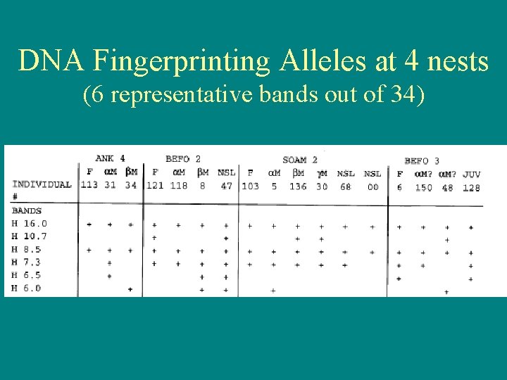 DNA Fingerprinting Alleles at 4 nests (6 representative bands out of 34) 