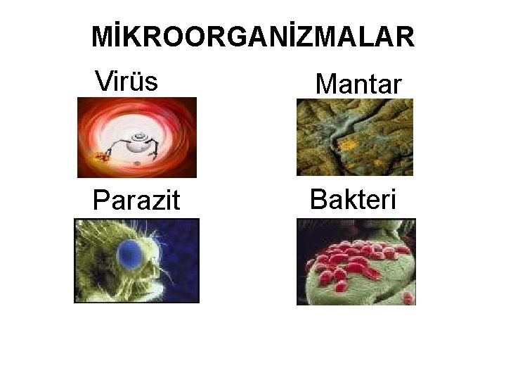 MİKROORGANİZMALAR Virüs Mantar Parazit Bakteri 