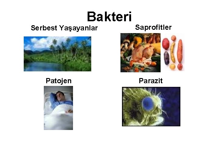 Bakteri Serbest Yaşayanlar Patojen Saprofitler Parazit 