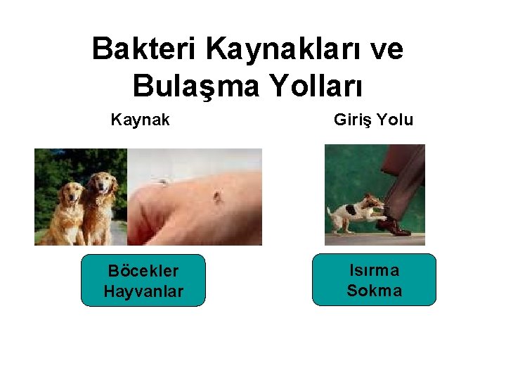 Bakteri Kaynakları ve Bulaşma Yolları Kaynak Giriş Yolu Böcekler Hayvanlar Isırma Sokma 