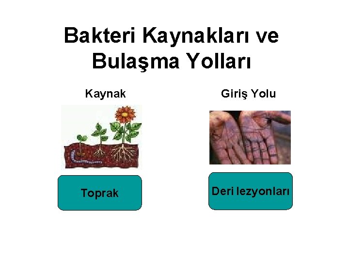 Bakteri Kaynakları ve Bulaşma Yolları Kaynak Toprak Giriş Yolu Deri lezyonları 