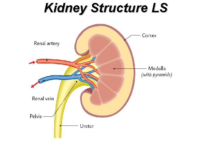 Kidney Structure LS 