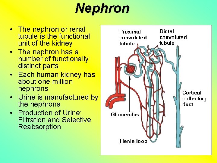 Nephron • The nephron or renal tubule is the functional unit of the kidney