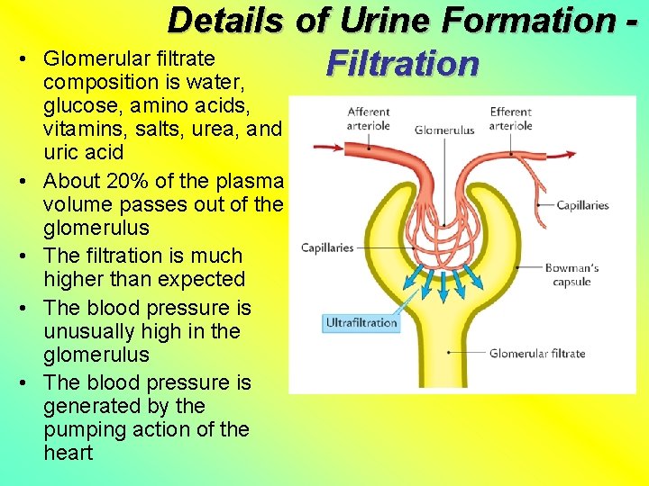  • • • Details of Urine Formation Glomerular filtrate Filtration composition is water,