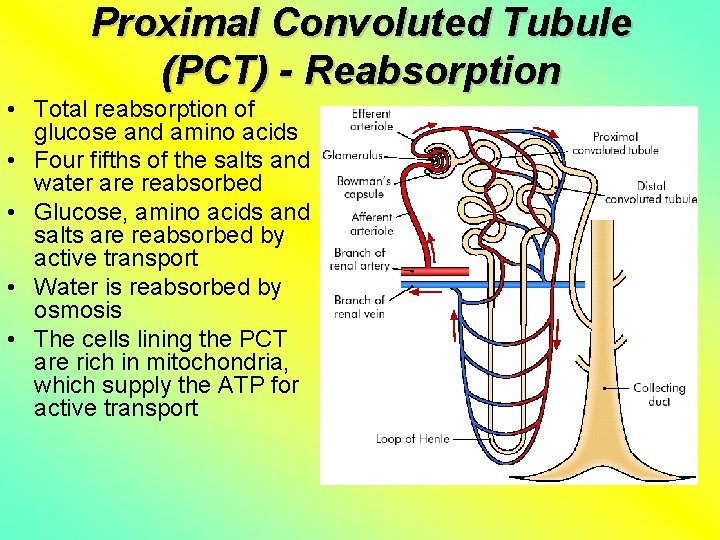 Proximal Convoluted Tubule (PCT) - Reabsorption • Total reabsorption of glucose and amino acids