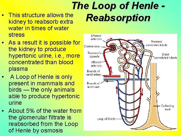  • The Loop of Henle This structure allows the Reabsorption kidney to reabsorb