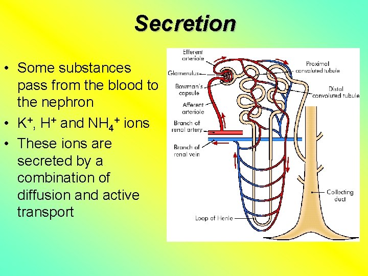 Secretion • Some substances pass from the blood to the nephron • K+, H+