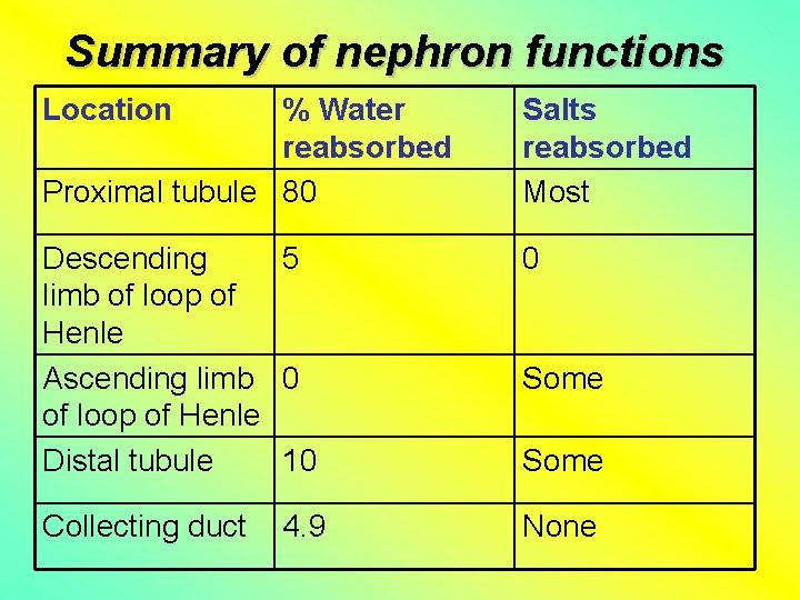 Summary of nephron functions Location % Water reabsorbed Proximal tubule 80 Salts reabsorbed Most