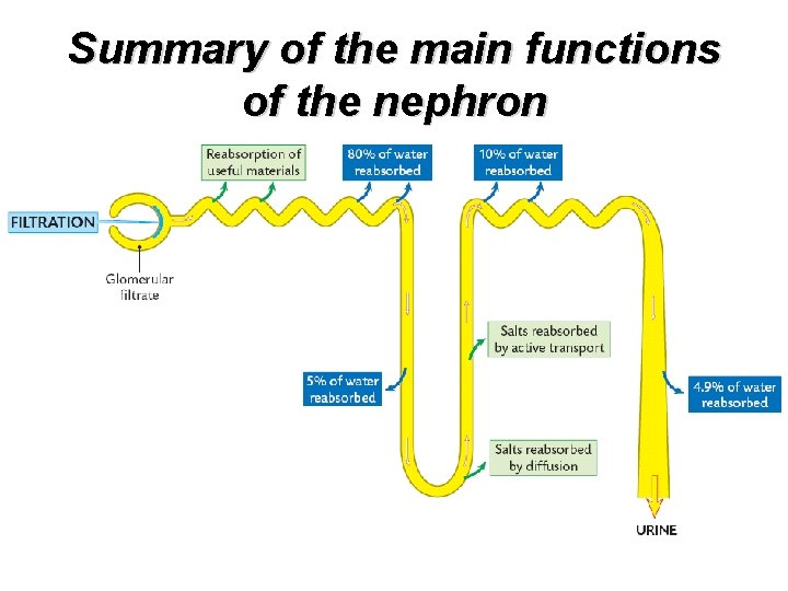 Summary of the main functions of the nephron 