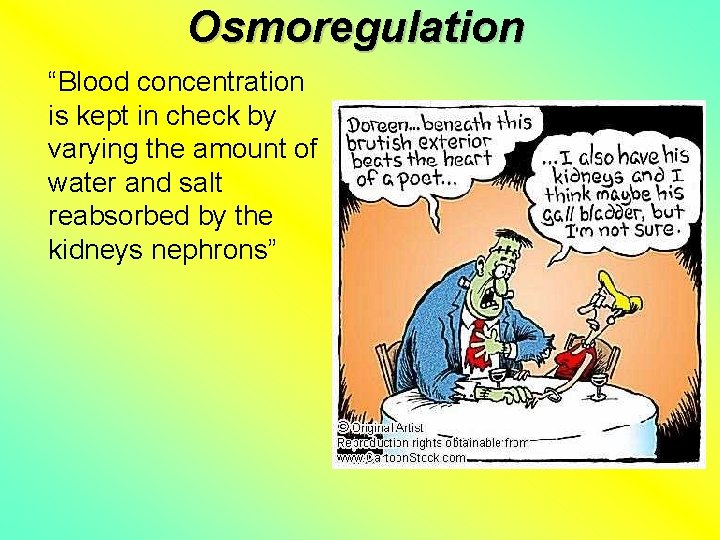 Osmoregulation “Blood concentration is kept in check by varying the amount of water and