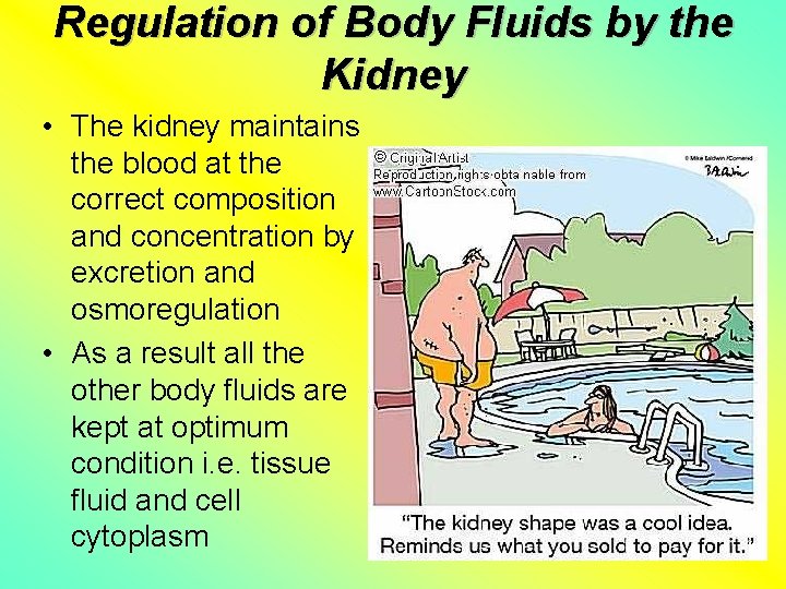 Regulation of Body Fluids by the Kidney • The kidney maintains the blood at