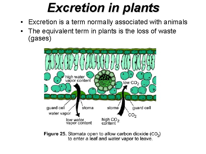Excretion in plants • Excretion is a term normally associated with animals • The