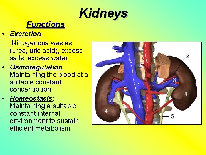 Functions Kidneys • Excretion: Nitrogenous wastes (urea, uric acid), excess salts, excess water •
