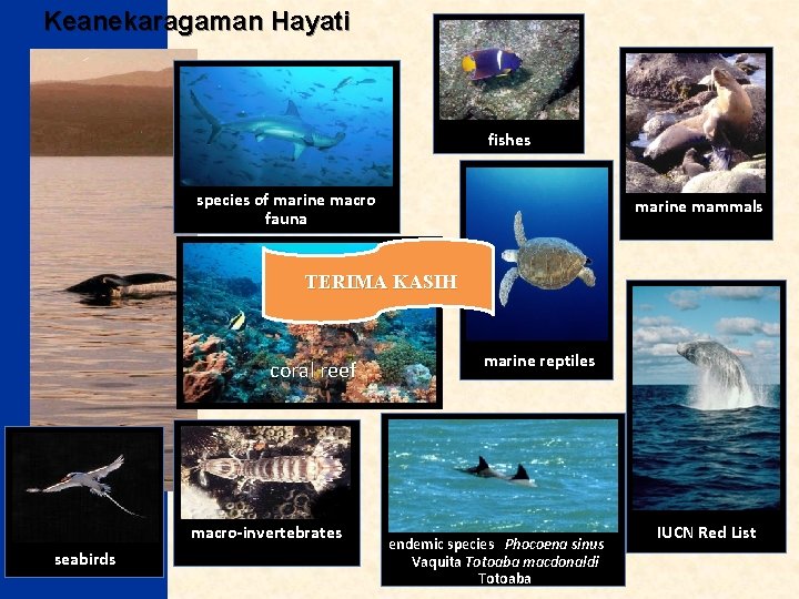 Keanekaragaman Hayati fishes species of marine macro fauna marine mammals TERIMA KASIH coral reef