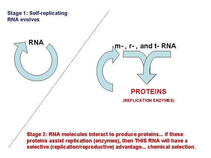 Stage 1: Self-replicating RNA evolves RNA m- , r- , and t- RNA PROTEINS