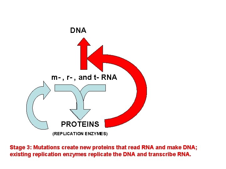 DNA m- , r- , and t- RNA PROTEINS (REPLICATION ENZYMES) Stage 3: Mutations