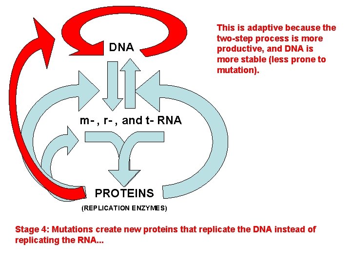 DNA This is adaptive because the two-step process is more productive, and DNA is