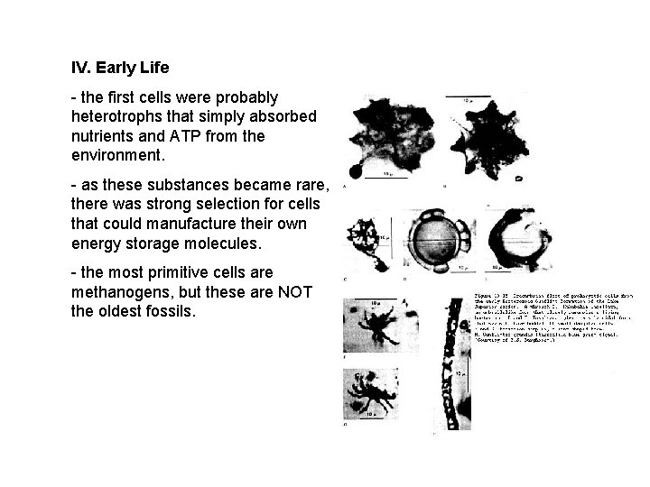 IV. Early Life - the first cells were probably heterotrophs that simply absorbed nutrients