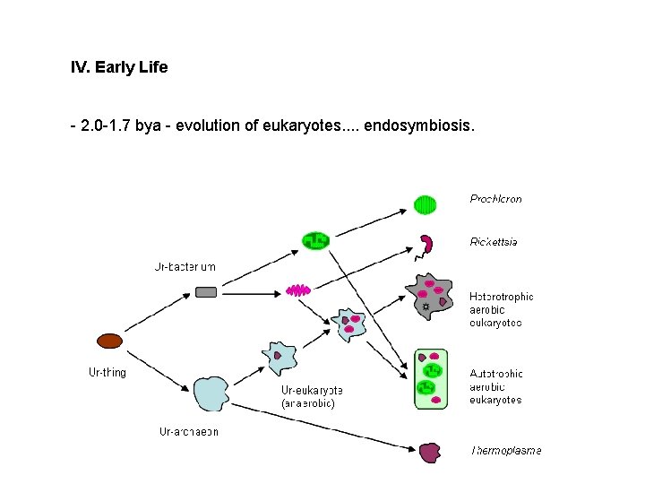 IV. Early Life - 2. 0 -1. 7 bya - evolution of eukaryotes. .