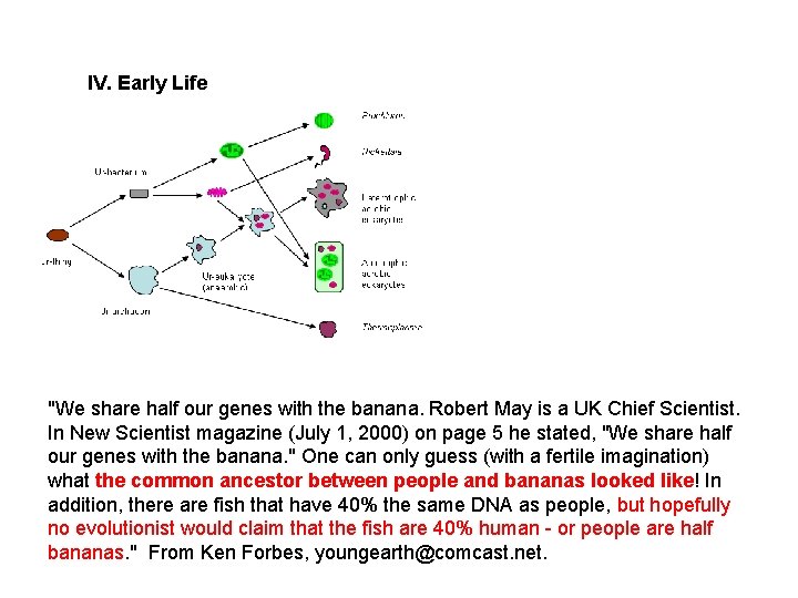 IV. Early Life "We share half our genes with the banana. Robert May is