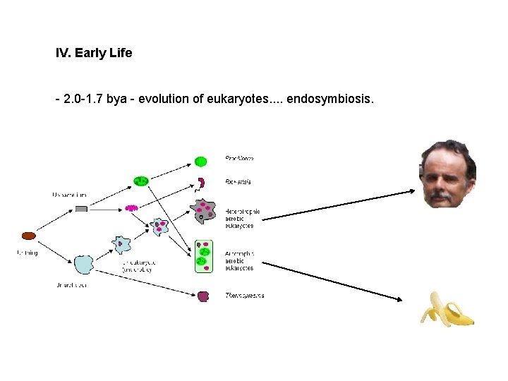 IV. Early Life - 2. 0 -1. 7 bya - evolution of eukaryotes. .