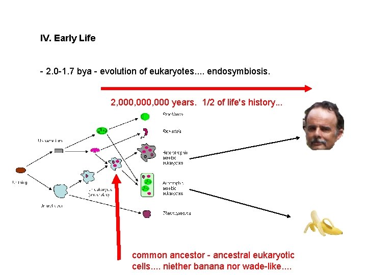 IV. Early Life - 2. 0 -1. 7 bya - evolution of eukaryotes. .