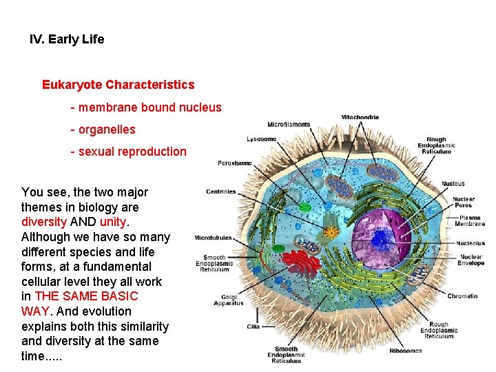 IV. Early Life Eukaryote Characteristics - membrane bound nucleus - organelles - sexual reproduction