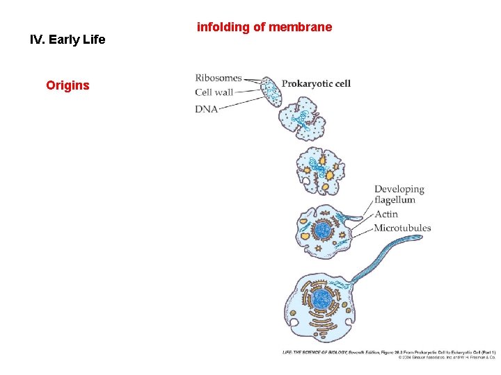 IV. Early Life Origins infolding of membrane 