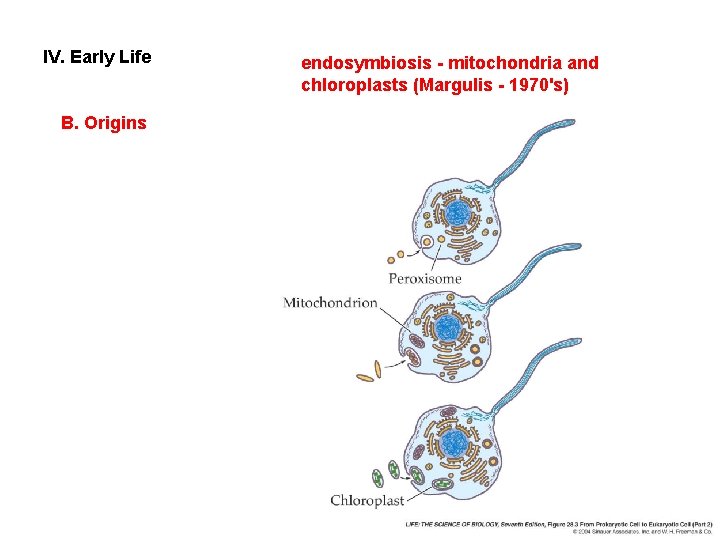 IV. Early Life B. Origins endosymbiosis - mitochondria and chloroplasts (Margulis - 1970's) 