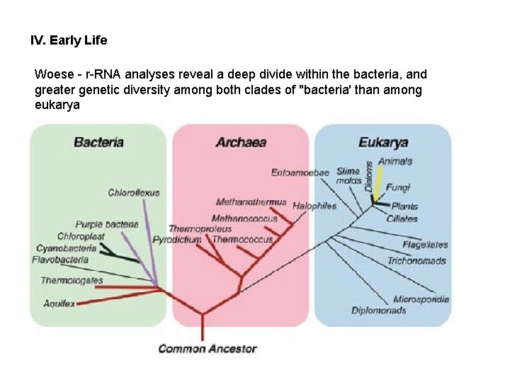 IV. Early Life Woese - r-RNA analyses reveal a deep divide within the bacteria,