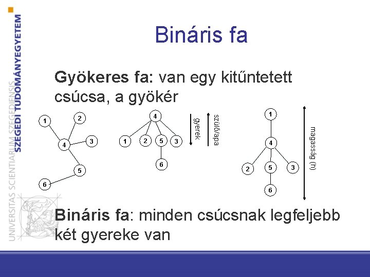 Bináris fa Gyökeres fa: van egy kitűntetett csúcsa, a gyökér 2 5 6 3