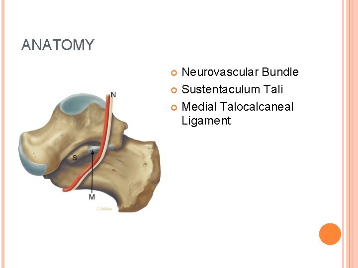 ANATOMY Neurovascular Bundle Sustentaculum Tali Medial Talocalcaneal Ligament 