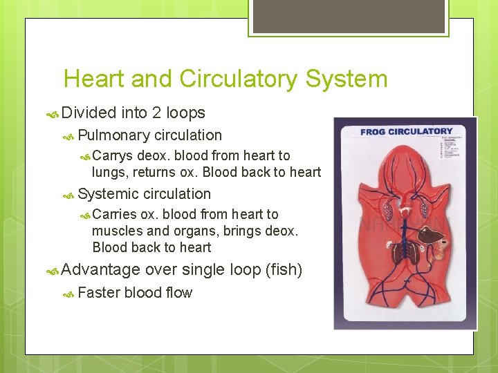 Heart and Circulatory System Divided into 2 loops Pulmonary circulation Carrys deox. blood from